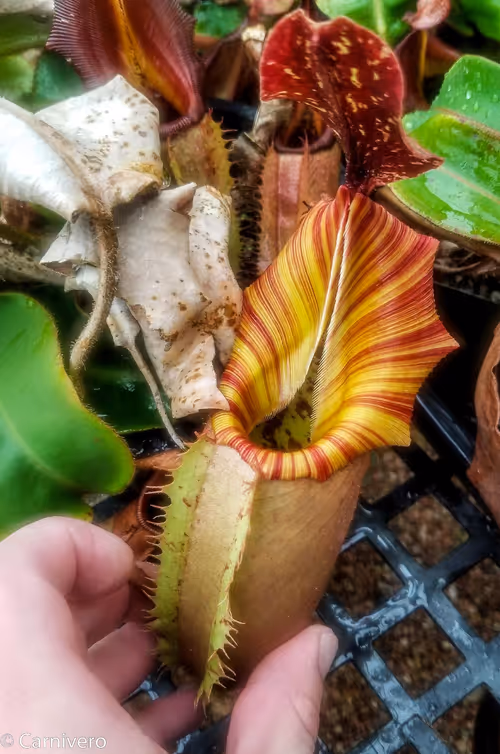 24. Nepenthes veitchii "Drew McClain", female