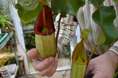 24. Nepenthes veitchii green form, with yellow peristome darkening to red.