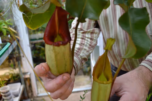 24. Nepenthes veitchii green form, with yellow peristome darkening to red