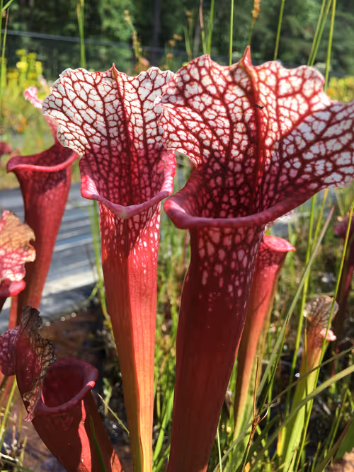 24. Sarracenia candy stripe, a Meadowview cultivar