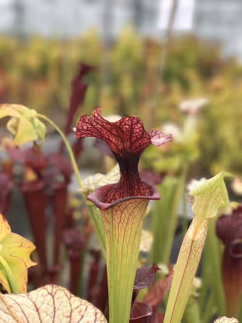 24. The famous Sarracenia x moorei 'Adrian Slack' - this wasn't for sale, but I spotted it from a mile away!