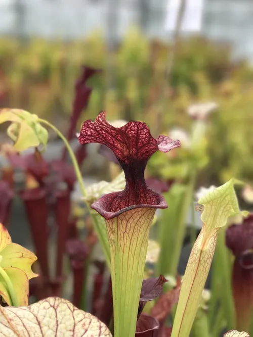 24. The famous Sarracenia x moorei "Adrian Slack" - this wasn"t for sale, but I spotted it from a mile away!