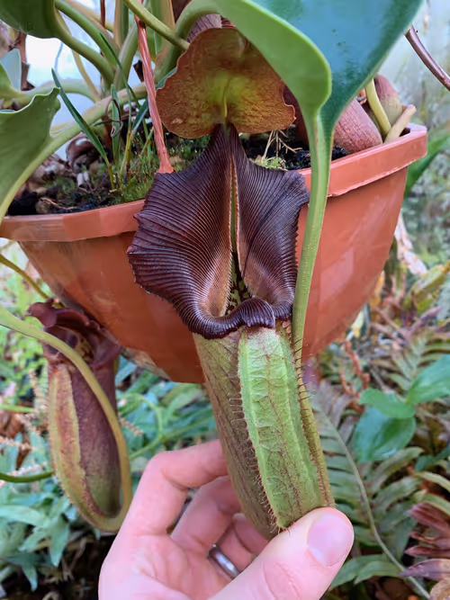 24. The unmistakable Nepenthes robcantleyi