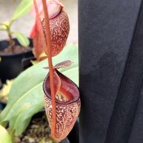 25 Nepenthes talangensis AW