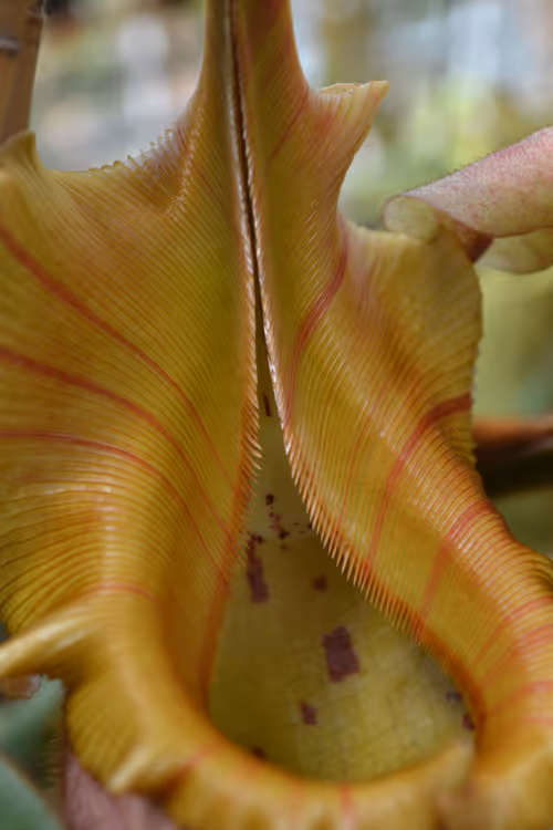 25. Close up of the N. veitchii 'golden peristome'