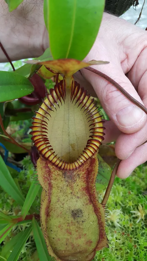 25. Nepenthes 'red hairy hamata'