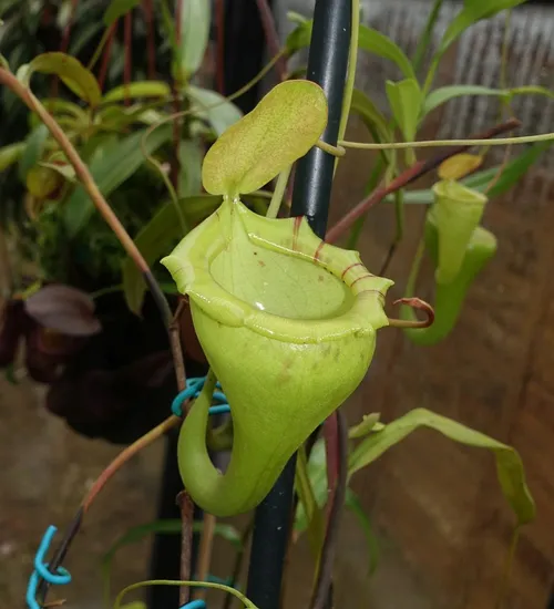 25. Nepenthes flava (AW)