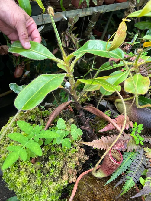 25. Nepenthes glandulifera again. This one was due another flower
