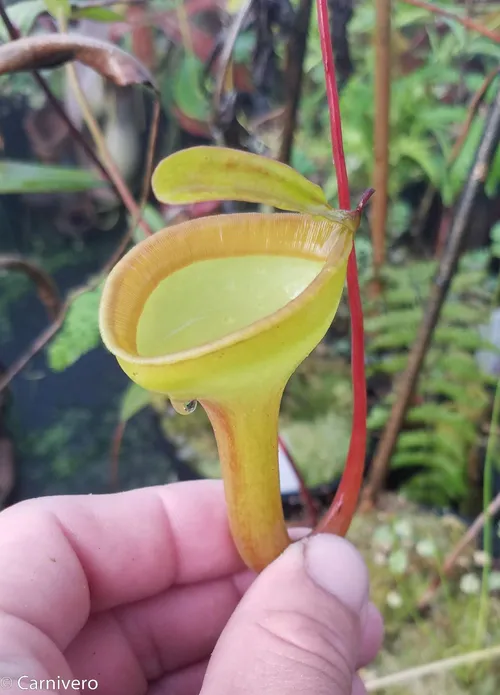 25. Nepenthes jamban, upper pitcher.