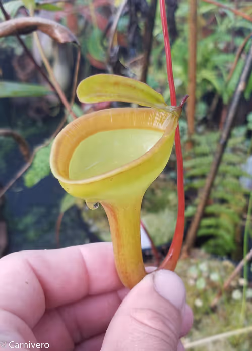 25. Nepenthes jamban, upper pitcher