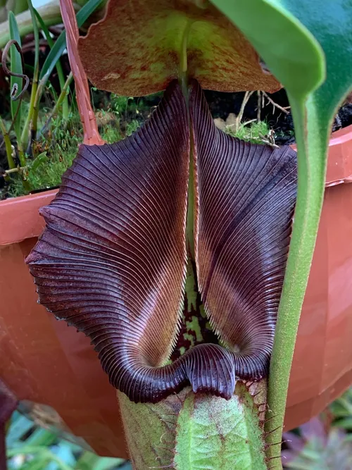 25. Nepenthes robcantleyi peristome detail