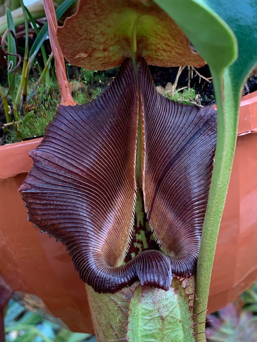 25. Nepenthes robcantleyi peristome detail