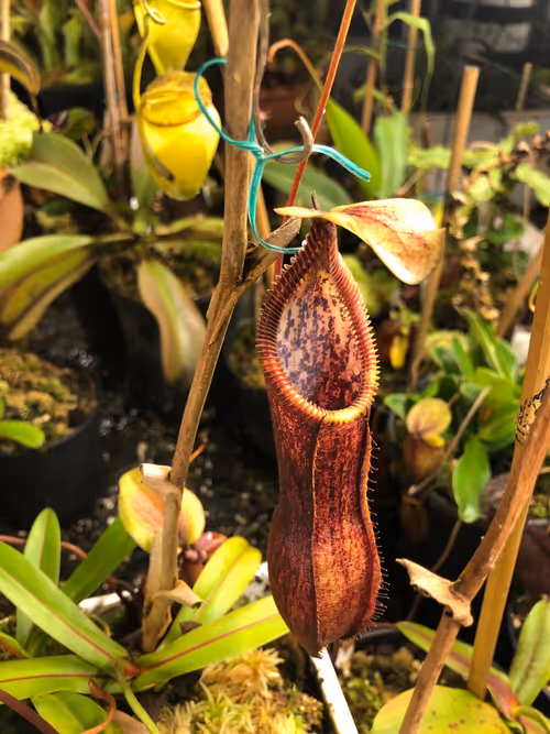 25. Nepenthes singalana x 'Red Hairy Hamata', upper pitcher