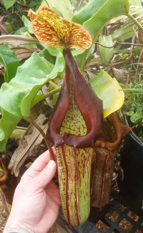 25. Nepenthes truncata x maxima.