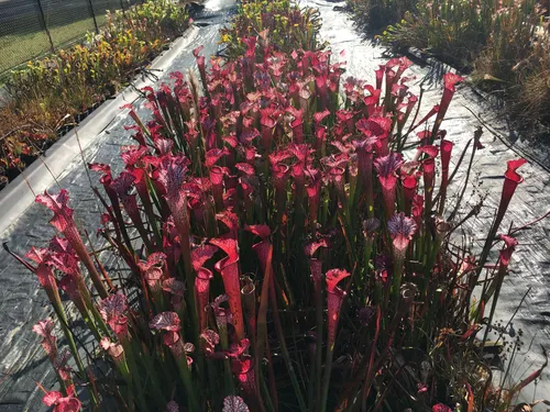 25. Sarracenia leucophylla burgundy, Meadowview clone