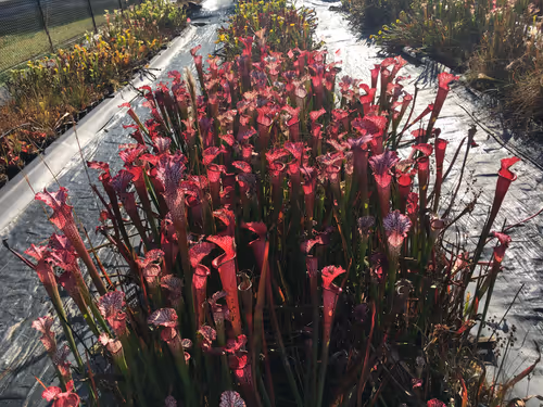 25. Sarracenia leucophylla burgundy, Meadowview clone