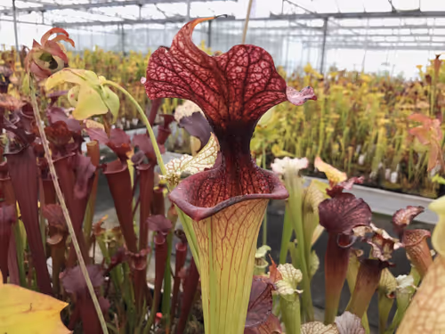25. Sarracenia x moorei 'Adrian Slack' again - difficult to capture its vibrant coloration