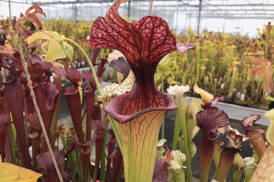 Gallery: Hampshire Carnivorous Plants Open Weekend