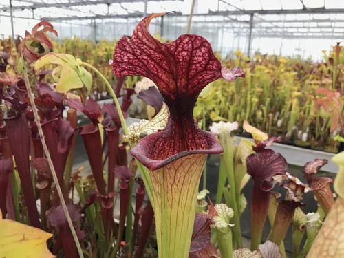 25. Sarracenia x moorei "Adrian Slack" again - difficult to capture its vibrant coloration.