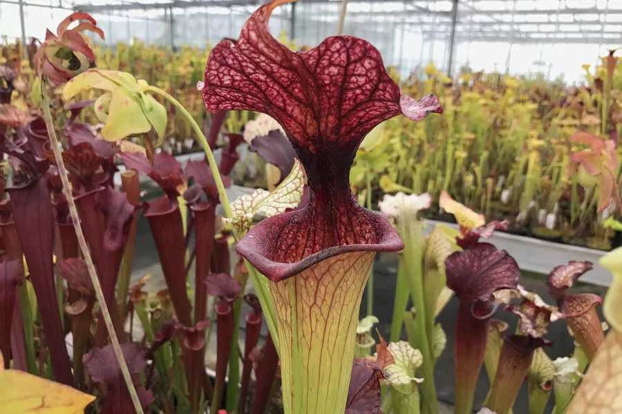 Gallery: Hampshire Carnivorous Plants Open Weekend