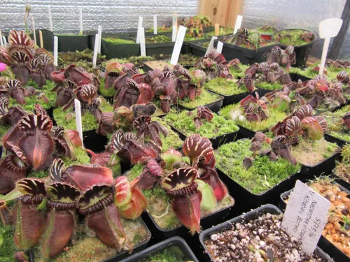 25. The highland shed. Most of these Cephalotus were wiped out by a fungus outbreak in 2017