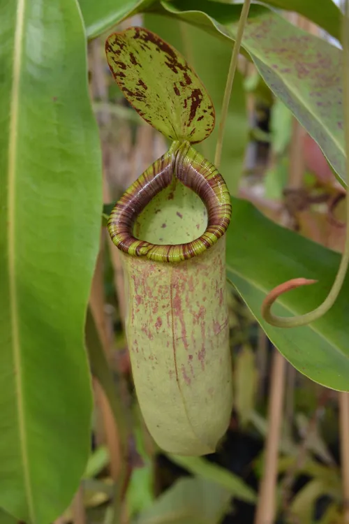 25. This was labelled as Nepenthes × coccinea, a very old hybrid which was popular with the Victorians - (N. rafflesiana × N. ampullaria) × N. mirabilis. I haven't seen a green form before