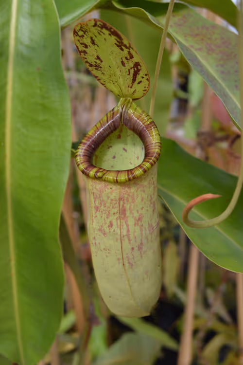 25. This was labelled as Nepenthes × coccinea, a very old hybrid which was popular with the Victorians - (N. rafflesiana × N. ampullaria) × N. mirabilis. I haven't seen a green form before