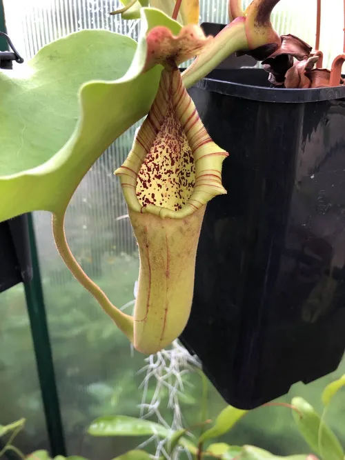 26 Nepenthes truncata