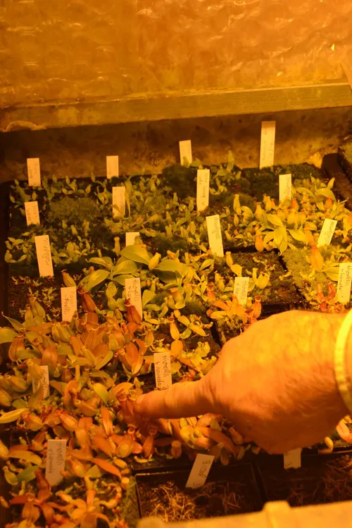 26. More hybrid seedlings! As Chris pointed out, the distinctive hamata teeth are visible on these N. hamata x thorelli even when young