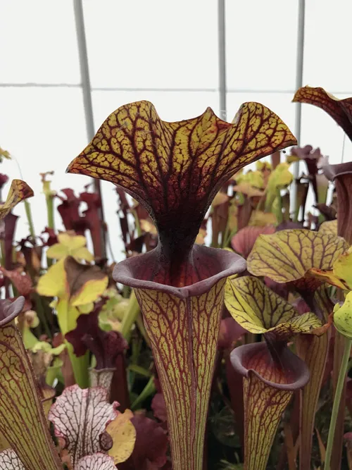 26. My favourite form of Sarracenia flava var ornata - heavily veined coppery lids with a deep red throat and lip