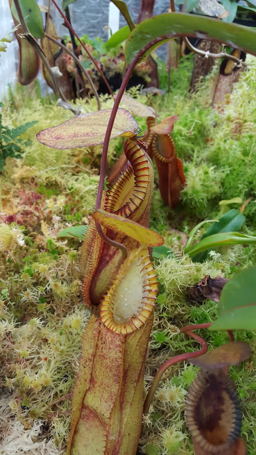 26. Nepenthes 'red hairy hamata'