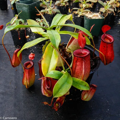26. Nepenthes "Lady Luck" from Borneo Exotics