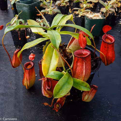 26. Nepenthes "Lady Luck" from Borneo Exotics