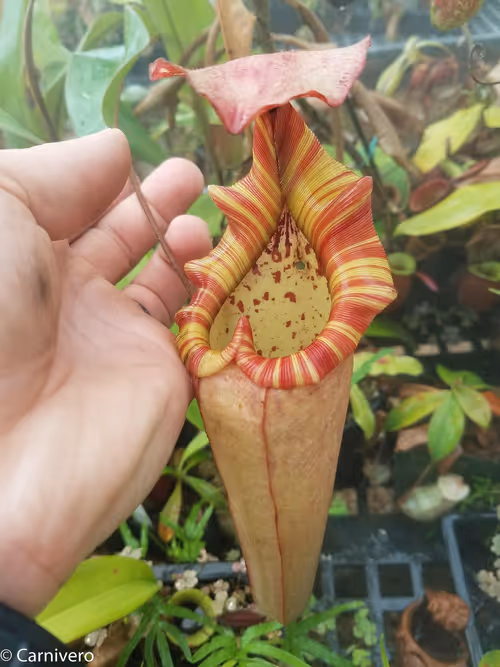 26. Nepenthes "Song of Melancholy"