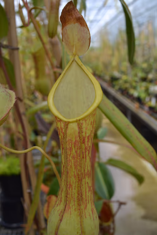 26. Nepenthes alata