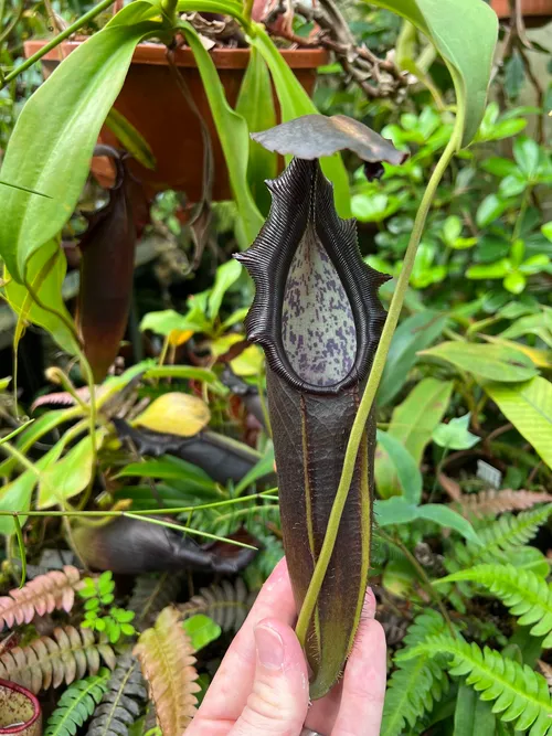 26. Nepenthes naga.