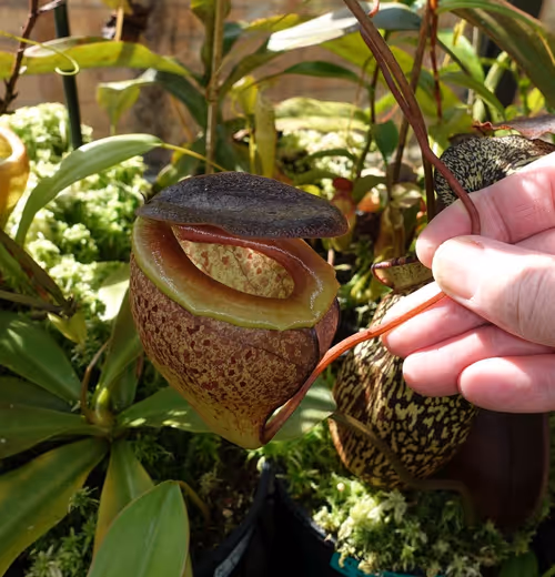 26. Nepenthes tenuis