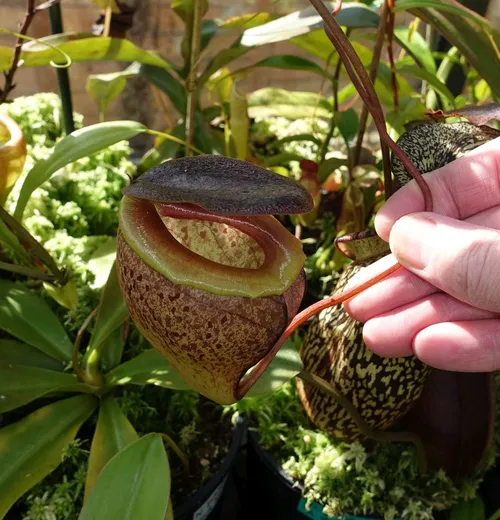 26. Nepenthes tenuis