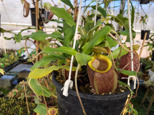26. Nepenthes undulatifolia