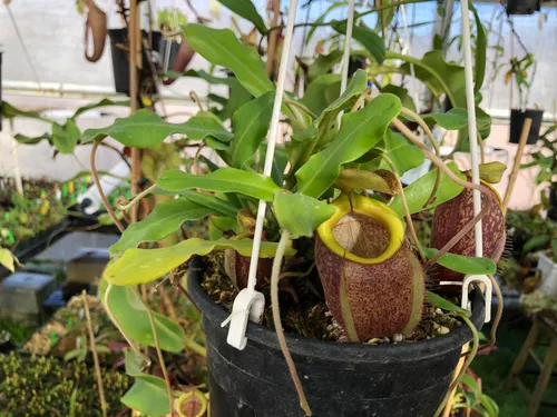 26. Nepenthes undulatifolia