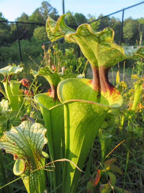 26. Sarracenia x moorei