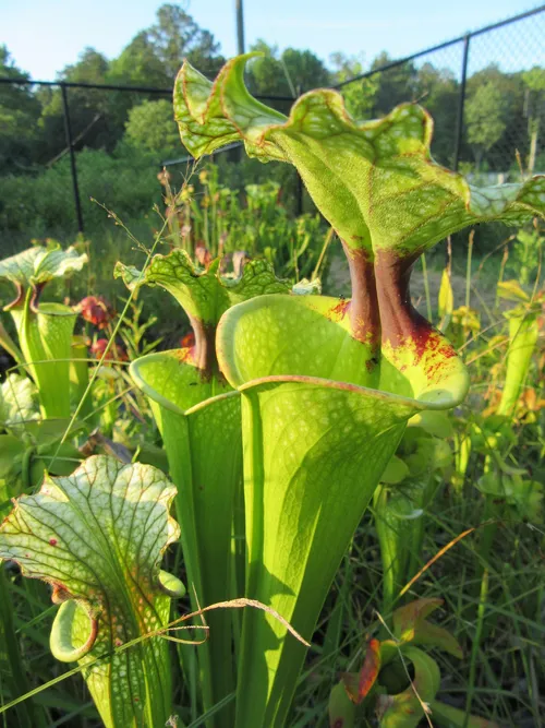 26. Sarracenia x moorei