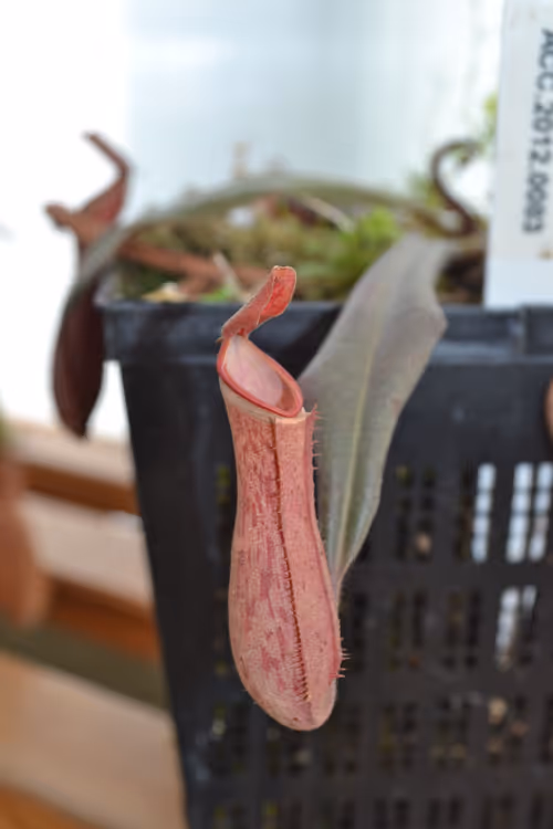 26. The lovely white rim of trichomes on Nepenthes albomarginata, a red form from Gunung Jerai in Peninsular Malaysia