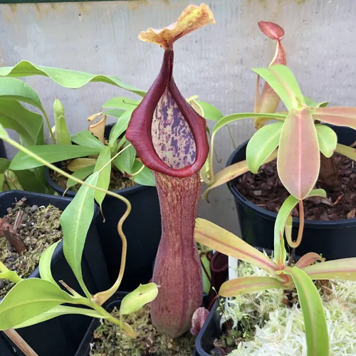 27 Nepenthes truncata x alata giant