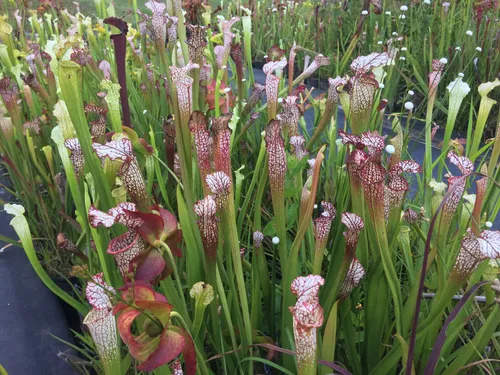 27. A bed of Sarracenia leucophylla at Meadowview