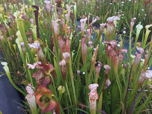 27. A bed of Sarracenia leucophylla at Meadowview