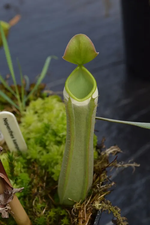 27. A green form of Nepenthes albomarginata