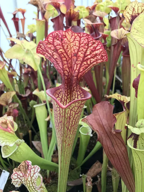 27. A lovely flamboyant lid on this S. x moorei cross