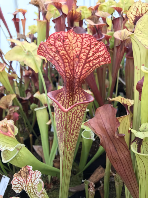 27. A lovely flamboyant lid on this S. x moorei cross