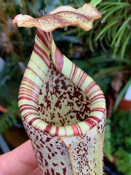 27. I love the cream and red peristome striping on this species, such a nice plant